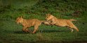134 Masai Mara, leeuwen
